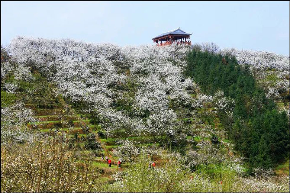 【春天，广西桂林灌阳县向您发出邀请！】我们在灌阳看梨花 - 游山玩水 - 迪庆生活社区 - 迪庆28生活网 diqing.28life.net
