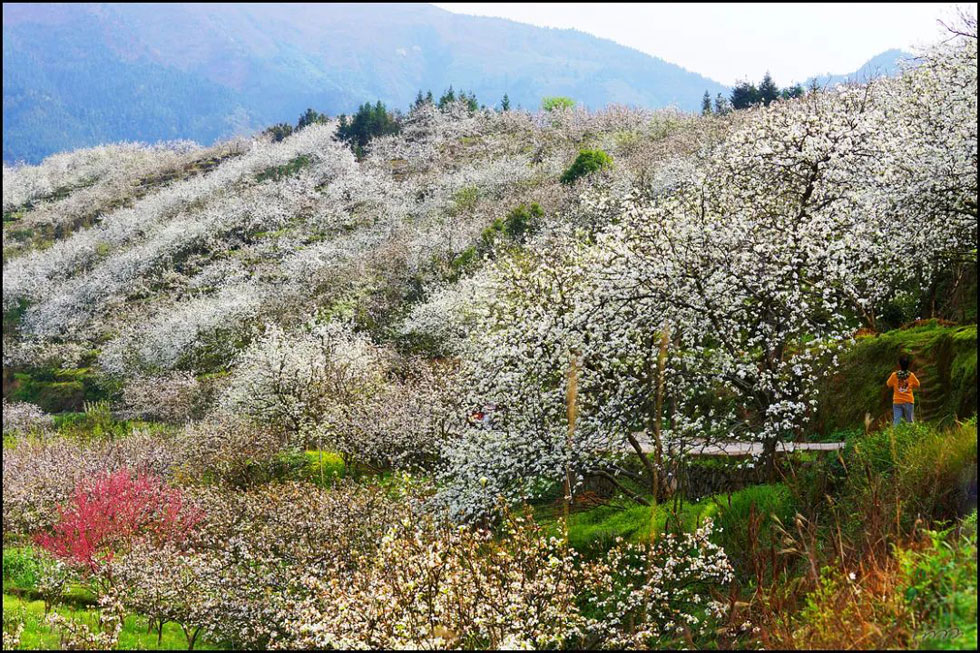 【春天，广西桂林灌阳县向您发出邀请！】我们在灌阳看梨花 - 游山玩水 - 迪庆生活社区 - 迪庆28生活网 diqing.28life.net