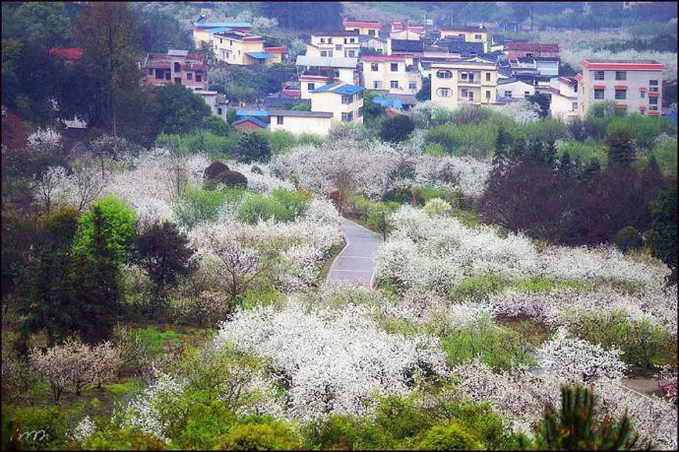 【春天，广西桂林灌阳县向您发出邀请！】我们在灌阳看梨花 - 游山玩水 - 迪庆生活社区 - 迪庆28生活网 diqing.28life.net