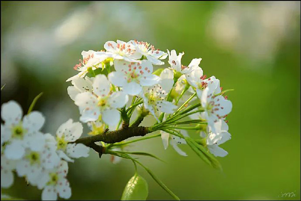 【春天，广西桂林灌阳县向您发出邀请！】我们在灌阳看梨花 - 游山玩水 - 迪庆生活社区 - 迪庆28生活网 diqing.28life.net