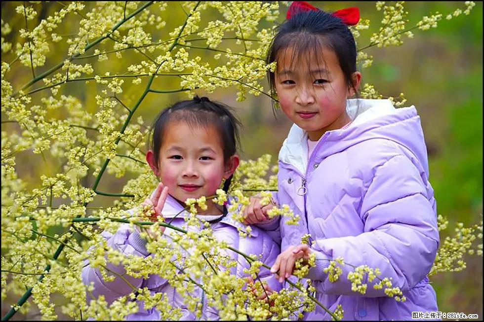【春天，广西桂林灌阳县向您发出邀请！】米珠山前有片山苍子花在飘香 - 游山玩水 - 迪庆生活社区 - 迪庆28生活网 diqing.28life.net