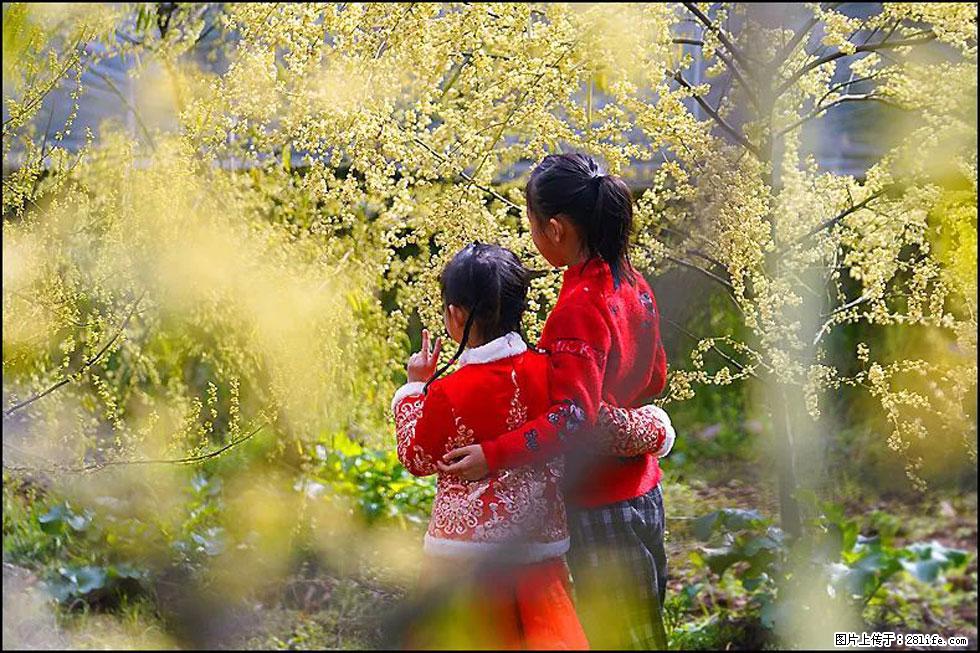 【春天，广西桂林灌阳县向您发出邀请！】米珠山前有片山苍子花在飘香 - 游山玩水 - 迪庆生活社区 - 迪庆28生活网 diqing.28life.net
