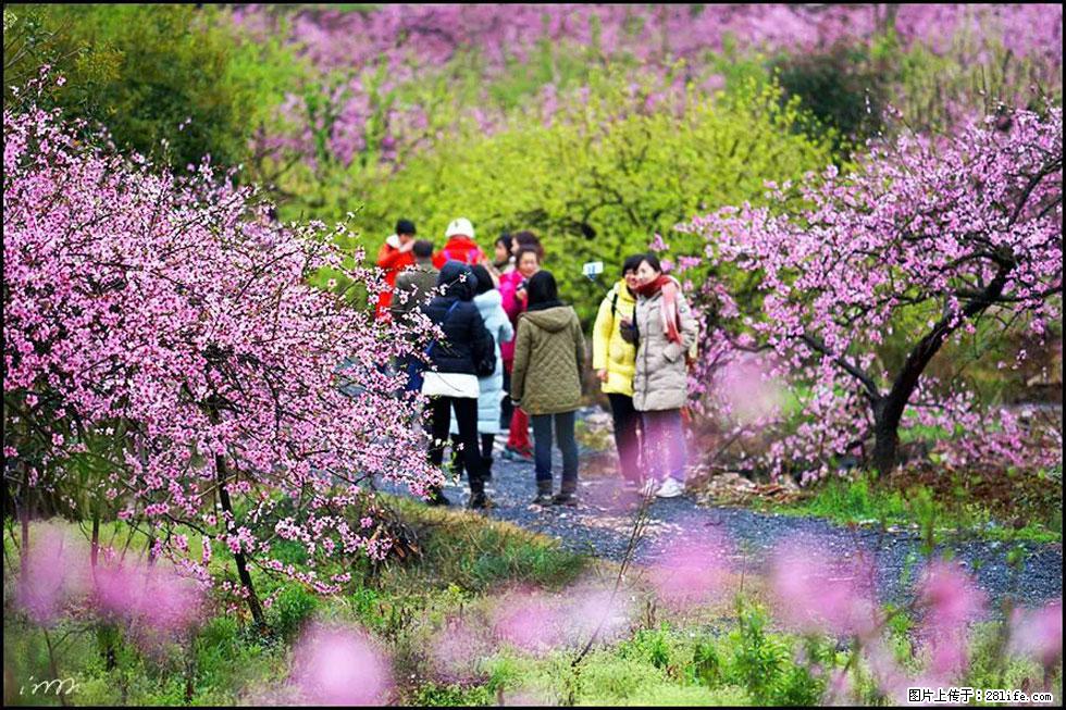 【春天，广西桂林灌阳县向您发出邀请！】官庄村有个醉美的桃花园 - 游山玩水 - 迪庆生活社区 - 迪庆28生活网 diqing.28life.net