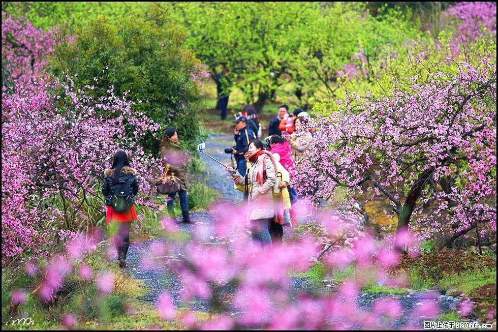 【春天，广西桂林灌阳县向您发出邀请！】官庄村有个醉美的桃花园 - 游山玩水 - 迪庆生活社区 - 迪庆28生活网 diqing.28life.net
