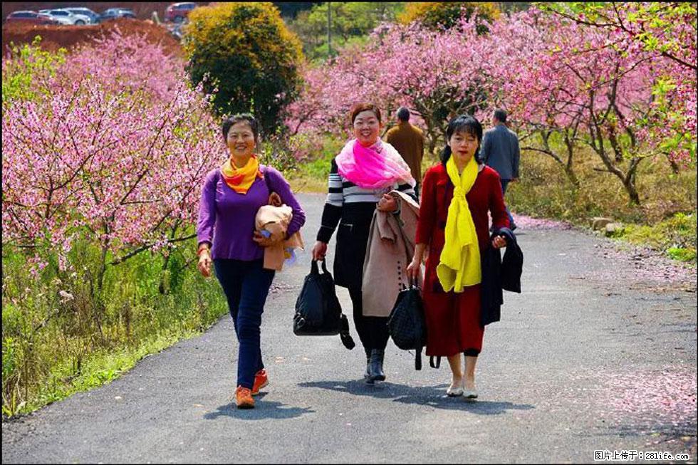 【春天，广西桂林灌阳县向您发出邀请！】官庄村有个醉美的桃花园 - 游山玩水 - 迪庆生活社区 - 迪庆28生活网 diqing.28life.net