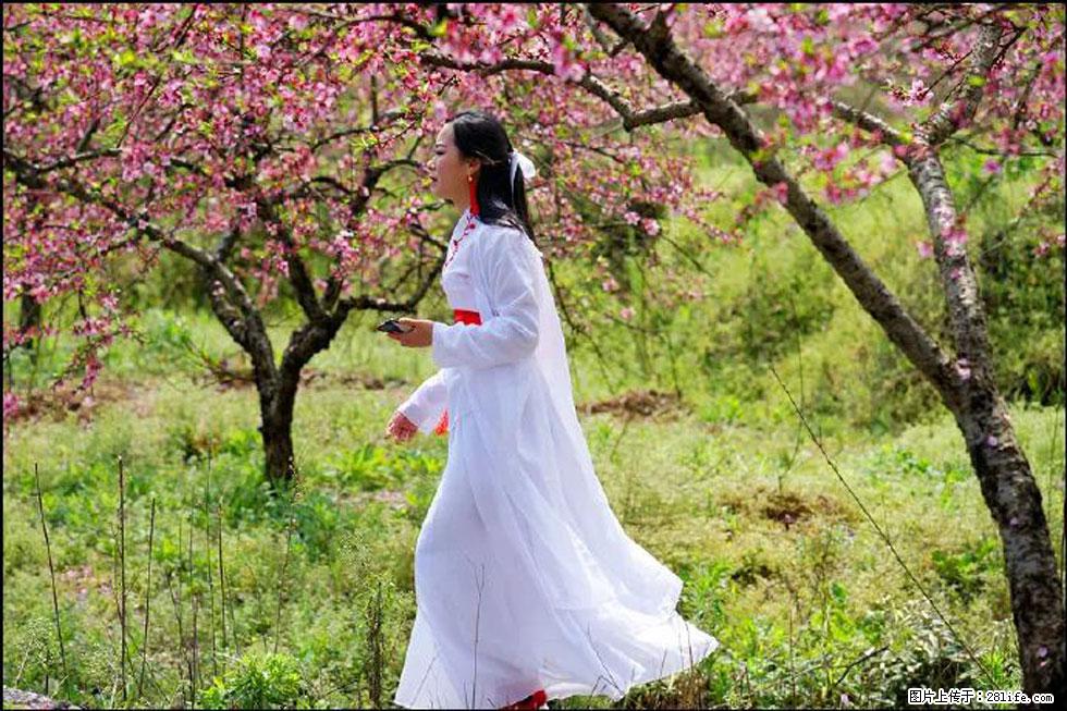 【春天，广西桂林灌阳县向您发出邀请！】官庄村有个醉美的桃花园 - 游山玩水 - 迪庆生活社区 - 迪庆28生活网 diqing.28life.net