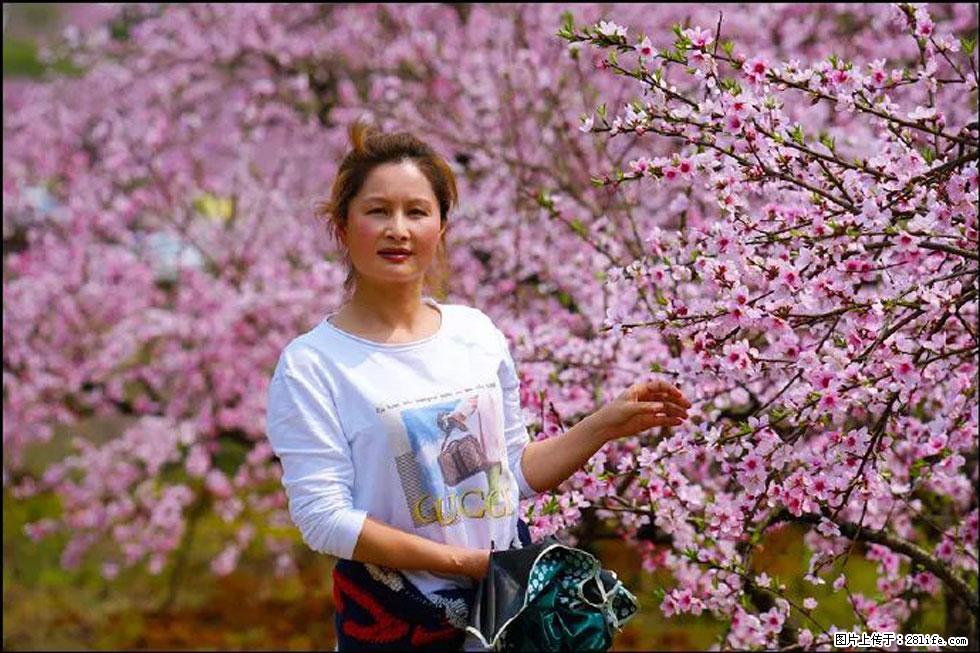 【春天，广西桂林灌阳县向您发出邀请！】官庄村有个醉美的桃花园 - 游山玩水 - 迪庆生活社区 - 迪庆28生活网 diqing.28life.net