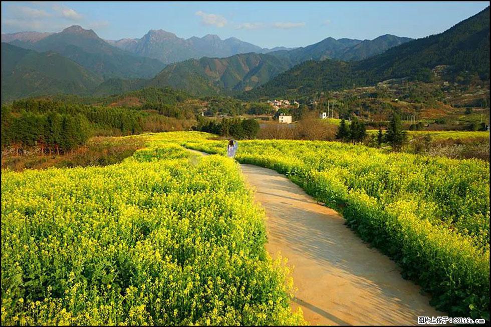 【春天,广西桂林灌阳县向您发出邀请!】长坪村油菜盛情花开 - 游山玩水 - 迪庆生活社区 - 迪庆28生活网 diqing.28life.net