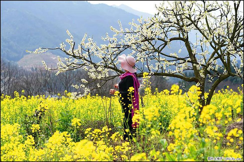 【春天,广西桂林灌阳县向您发出邀请!】长坪村油菜盛情花开 - 游山玩水 - 迪庆生活社区 - 迪庆28生活网 diqing.28life.net