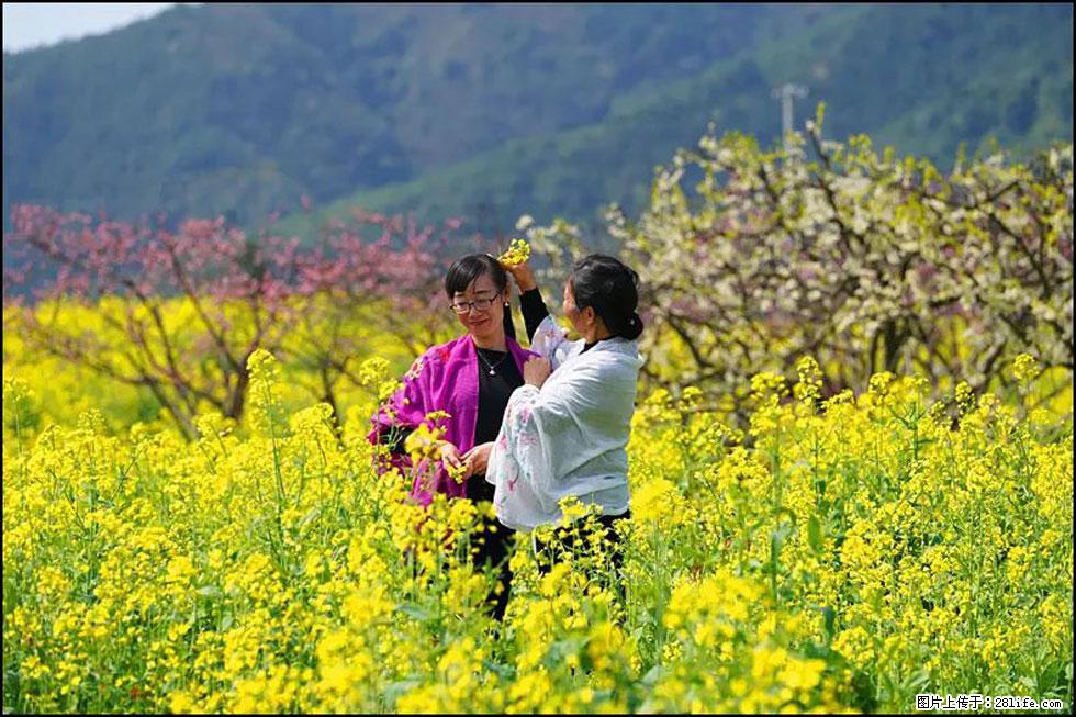 【春天,广西桂林灌阳县向您发出邀请!】长坪村油菜盛情花开 - 游山玩水 - 迪庆生活社区 - 迪庆28生活网 diqing.28life.net