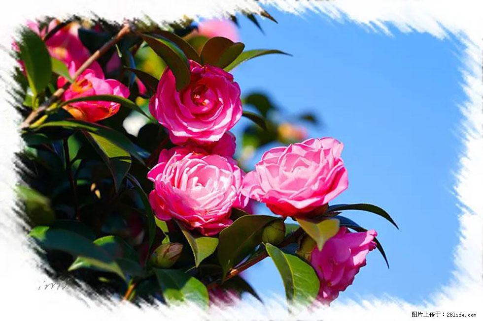 【春天，广西桂林灌阳县向您发出邀请！】杨柳井茶花惹人爱 - 游山玩水 - 迪庆生活社区 - 迪庆28生活网 diqing.28life.net