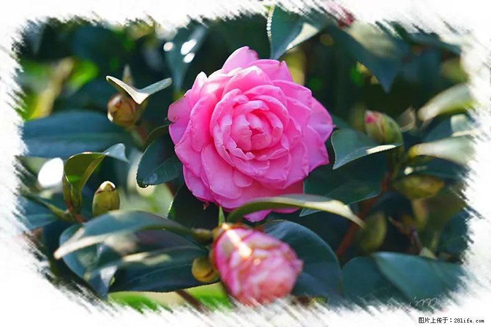 【春天，广西桂林灌阳县向您发出邀请！】杨柳井茶花惹人爱 - 游山玩水 - 迪庆生活社区 - 迪庆28生活网 diqing.28life.net