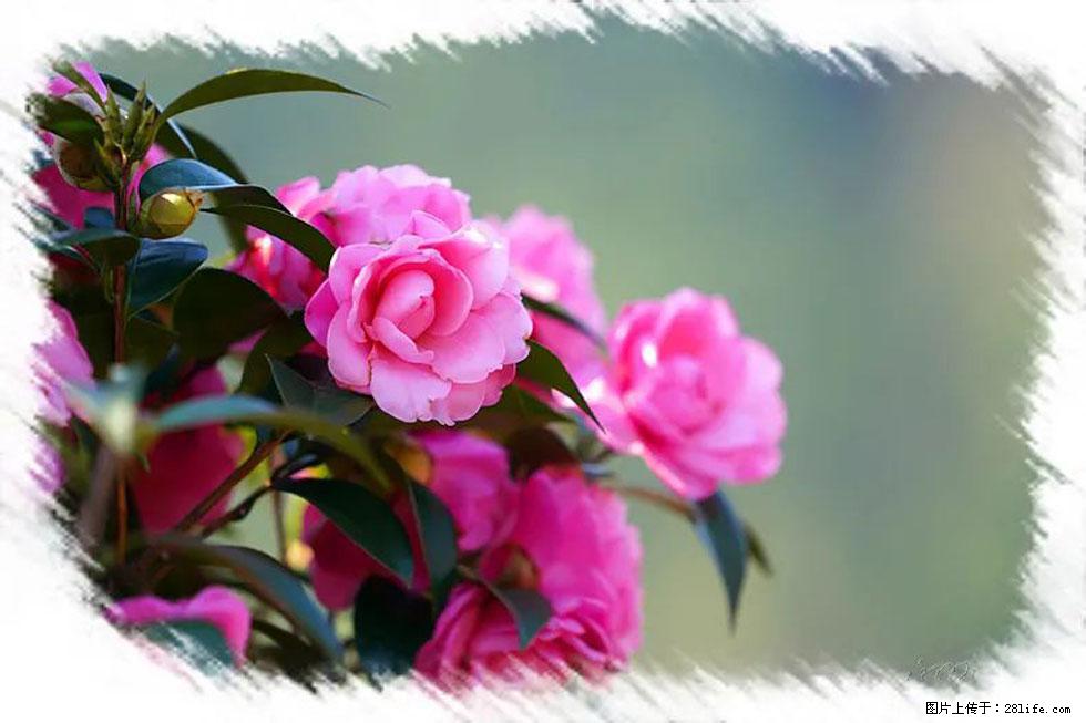 【春天，广西桂林灌阳县向您发出邀请！】杨柳井茶花惹人爱 - 游山玩水 - 迪庆生活社区 - 迪庆28生活网 diqing.28life.net