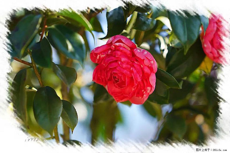 【春天，广西桂林灌阳县向您发出邀请！】杨柳井茶花惹人爱 - 游山玩水 - 迪庆生活社区 - 迪庆28生活网 diqing.28life.net