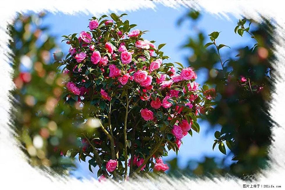 【春天，广西桂林灌阳县向您发出邀请！】杨柳井茶花惹人爱 - 游山玩水 - 迪庆生活社区 - 迪庆28生活网 diqing.28life.net