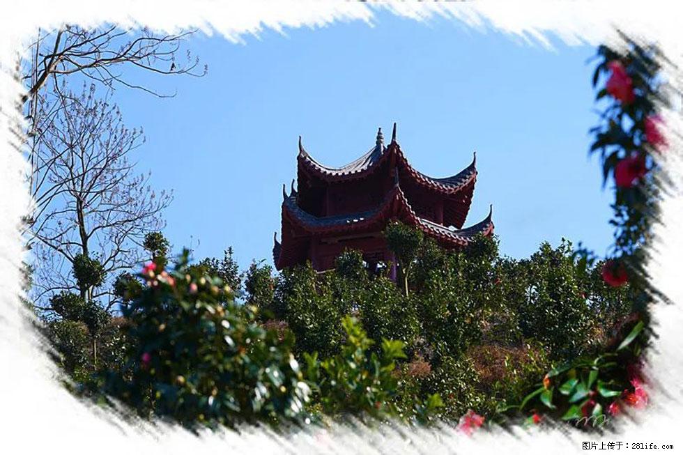 【春天，广西桂林灌阳县向您发出邀请！】杨柳井茶花惹人爱 - 游山玩水 - 迪庆生活社区 - 迪庆28生活网 diqing.28life.net
