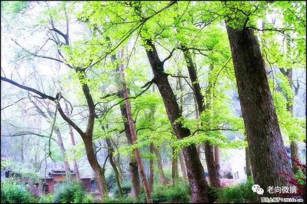 【春天，广西桂林灌阳县向您发出邀请！】在小龙村与春天约会 - 游山玩水 - 迪庆生活社区 - 迪庆28生活网 diqing.28life.net