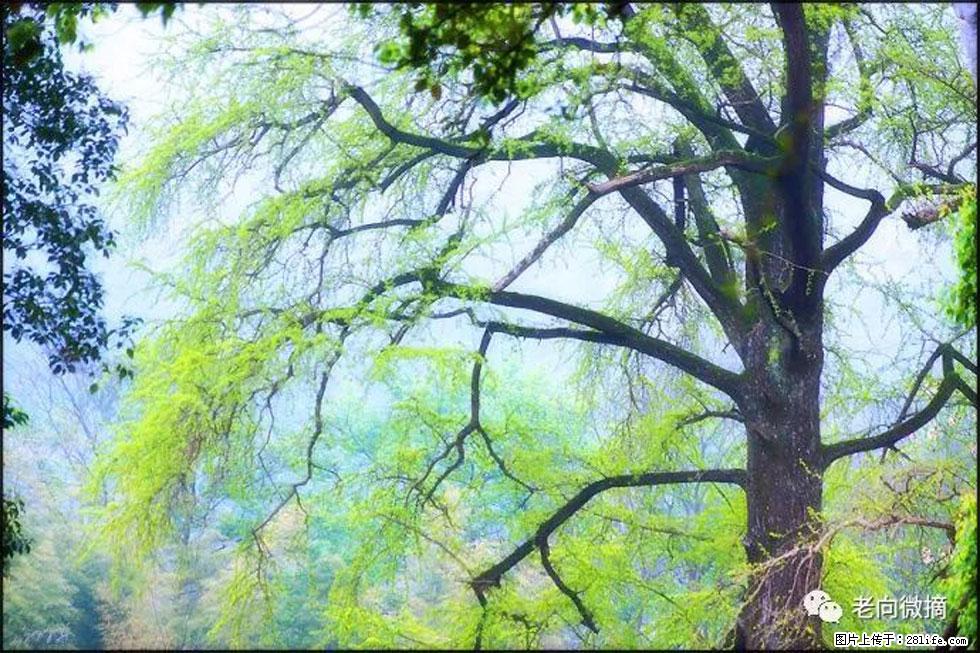【春天，广西桂林灌阳县向您发出邀请！】在小龙村与春天约会 - 游山玩水 - 迪庆生活社区 - 迪庆28生活网 diqing.28life.net