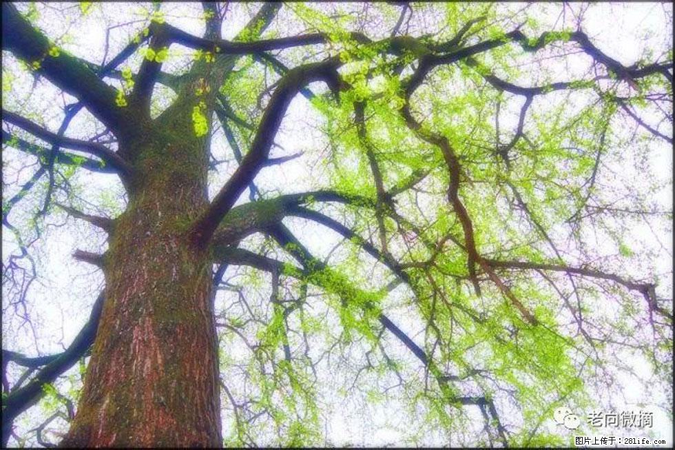 【春天，广西桂林灌阳县向您发出邀请！】在小龙村与春天约会 - 游山玩水 - 迪庆生活社区 - 迪庆28生活网 diqing.28life.net