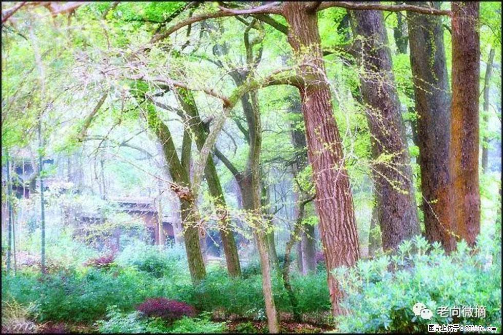 【春天，广西桂林灌阳县向您发出邀请！】在小龙村与春天约会 - 游山玩水 - 迪庆生活社区 - 迪庆28生活网 diqing.28life.net