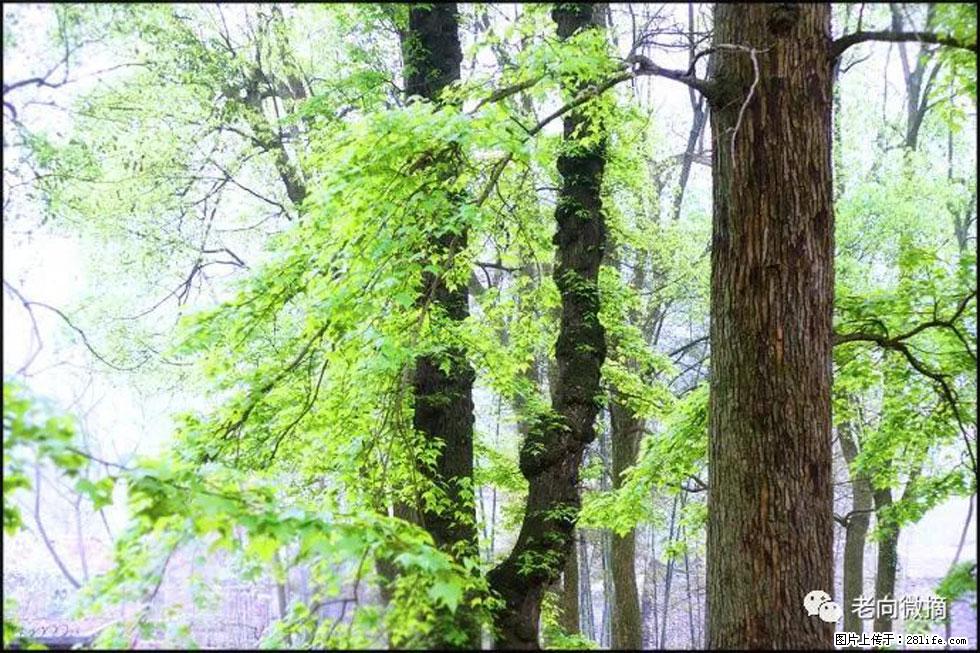 【春天，广西桂林灌阳县向您发出邀请！】在小龙村与春天约会 - 游山玩水 - 迪庆生活社区 - 迪庆28生活网 diqing.28life.net