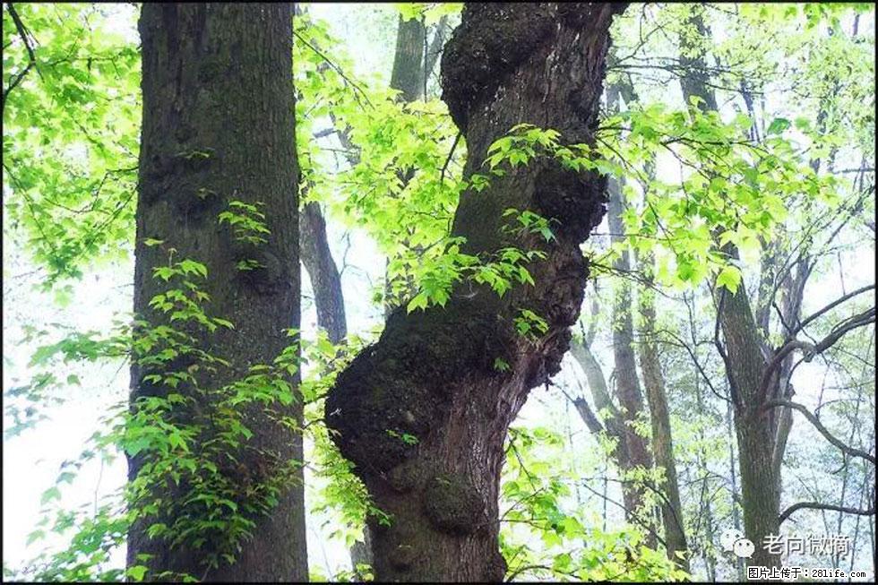 【春天，广西桂林灌阳县向您发出邀请！】在小龙村与春天约会 - 游山玩水 - 迪庆生活社区 - 迪庆28生活网 diqing.28life.net