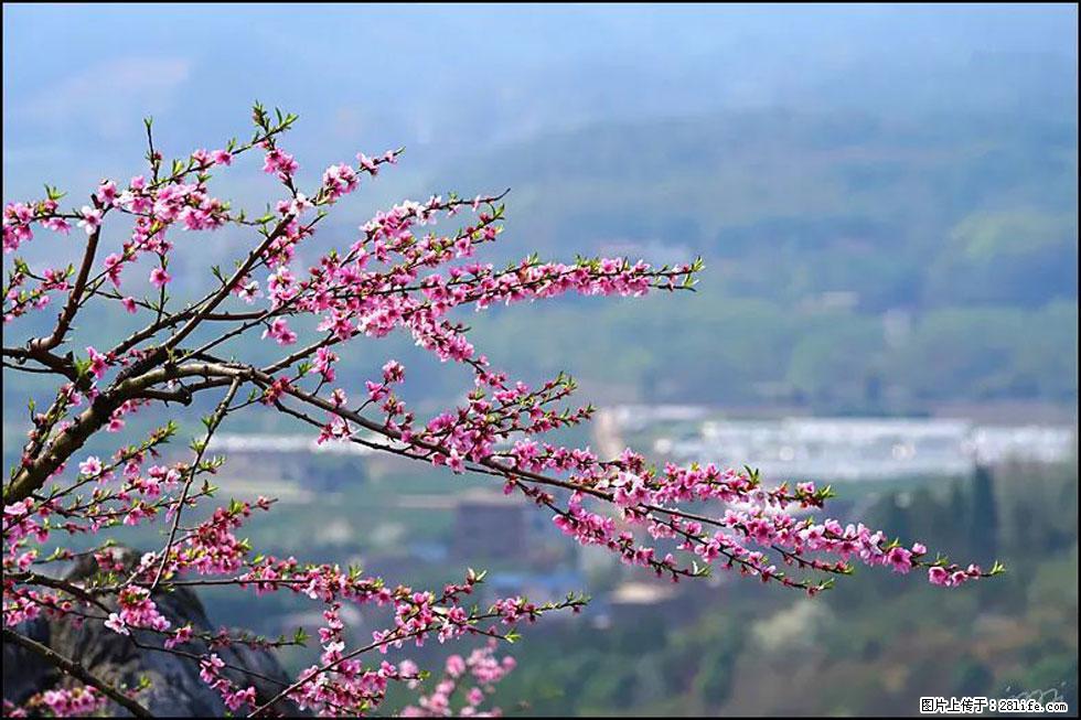 【春天，广西桂林灌阳县向您发出邀请！】望月岭上桃花开 - 游山玩水 - 迪庆生活社区 - 迪庆28生活网 diqing.28life.net