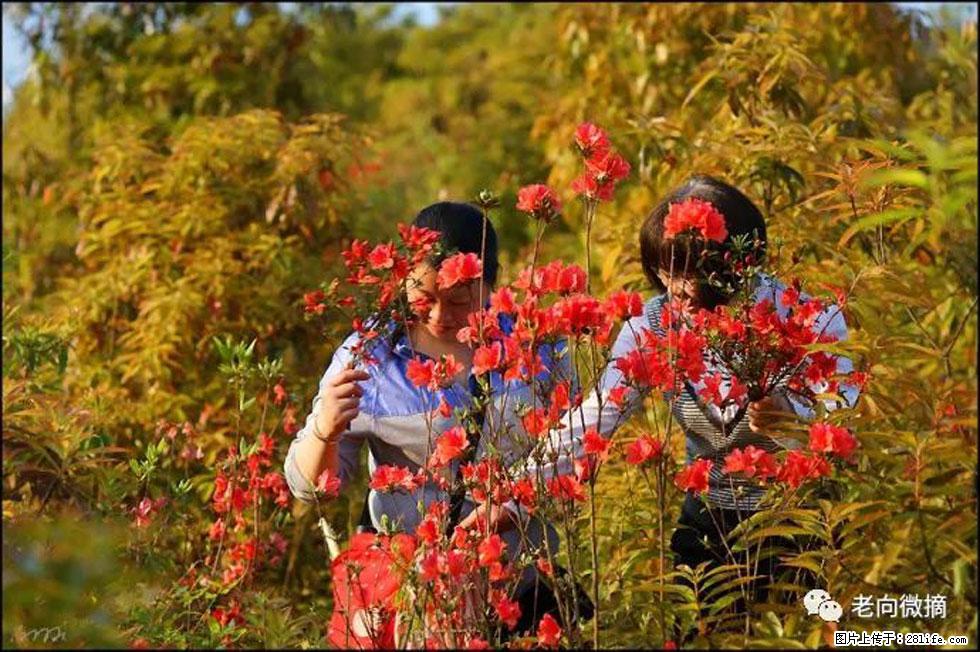 【春天，广西桂林灌阳县向您发出邀请！】登麒麟山，相约映山红 - 游山玩水 - 迪庆生活社区 - 迪庆28生活网 diqing.28life.net