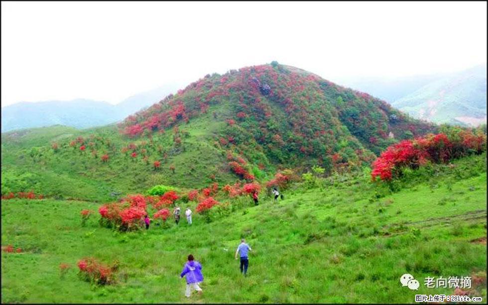 【春天，广西桂林灌阳县向您发出邀请！】宝盖山上映山红 - 游山玩水 - 迪庆生活社区 - 迪庆28生活网 diqing.28life.net