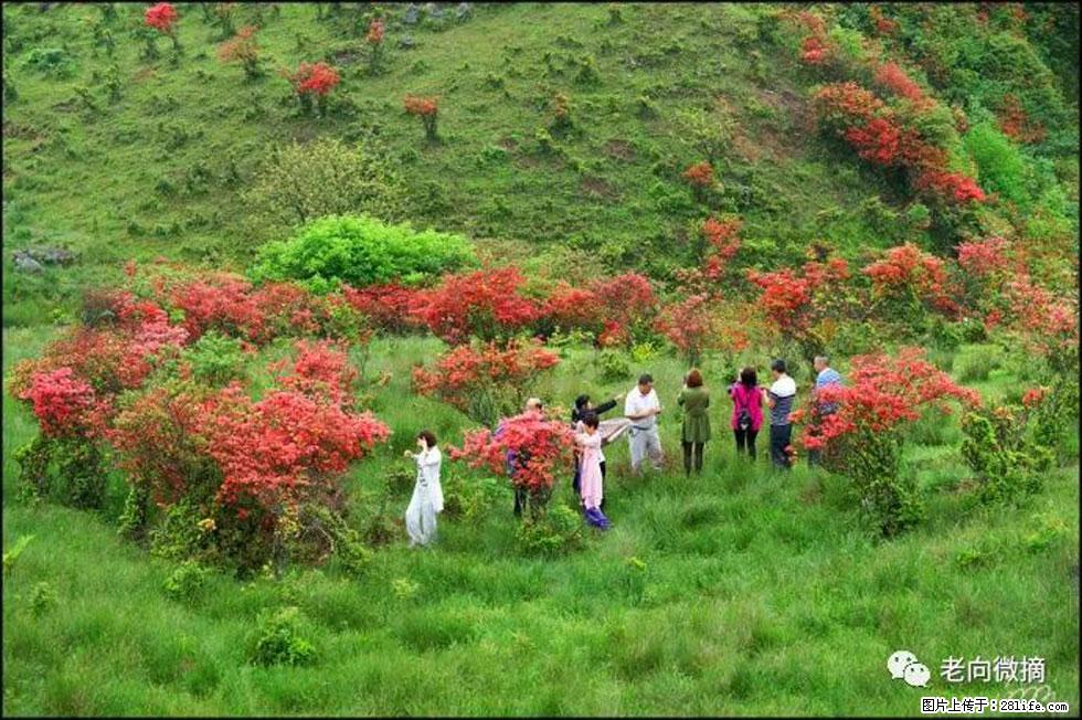 【春天，广西桂林灌阳县向您发出邀请！】宝盖山上映山红 - 游山玩水 - 迪庆生活社区 - 迪庆28生活网 diqing.28life.net