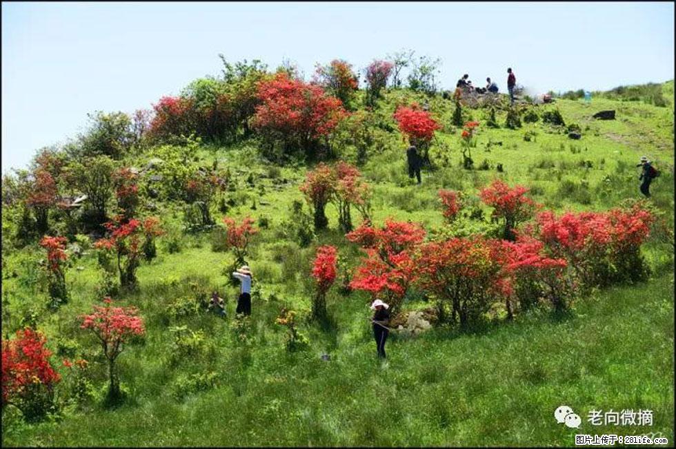 【春天，广西桂林灌阳县向您发出邀请！】宝盖山上映山红 - 游山玩水 - 迪庆生活社区 - 迪庆28生活网 diqing.28life.net