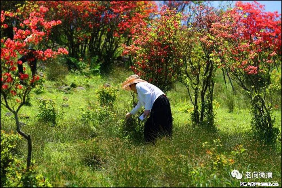 【春天，广西桂林灌阳县向您发出邀请！】宝盖山上映山红 - 游山玩水 - 迪庆生活社区 - 迪庆28生活网 diqing.28life.net