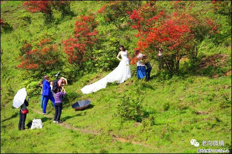 【春天，广西桂林灌阳县向您发出邀请！】宝盖山上映山红 - 游山玩水 - 迪庆生活社区 - 迪庆28生活网 diqing.28life.net