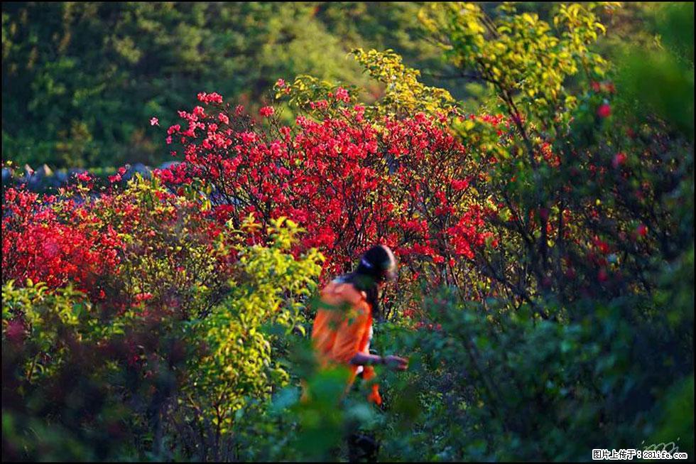 【春天，广西桂林灌阳县向您发出邀请！】春木界上映山红 - 游山玩水 - 迪庆生活社区 - 迪庆28生活网 diqing.28life.net