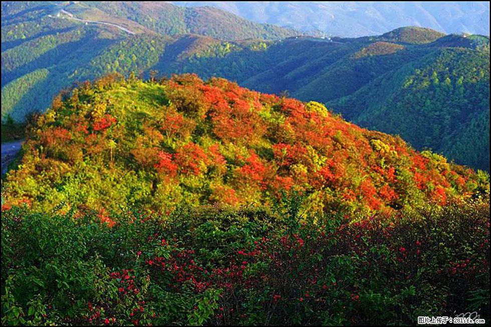 【春天，广西桂林灌阳县向您发出邀请！】春木界上映山红 - 游山玩水 - 迪庆生活社区 - 迪庆28生活网 diqing.28life.net