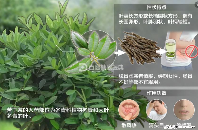 苦丁茶有哪些功效和作用 - 生活百科 - 迪庆生活社区 - 迪庆28生活网 diqing.28life.net