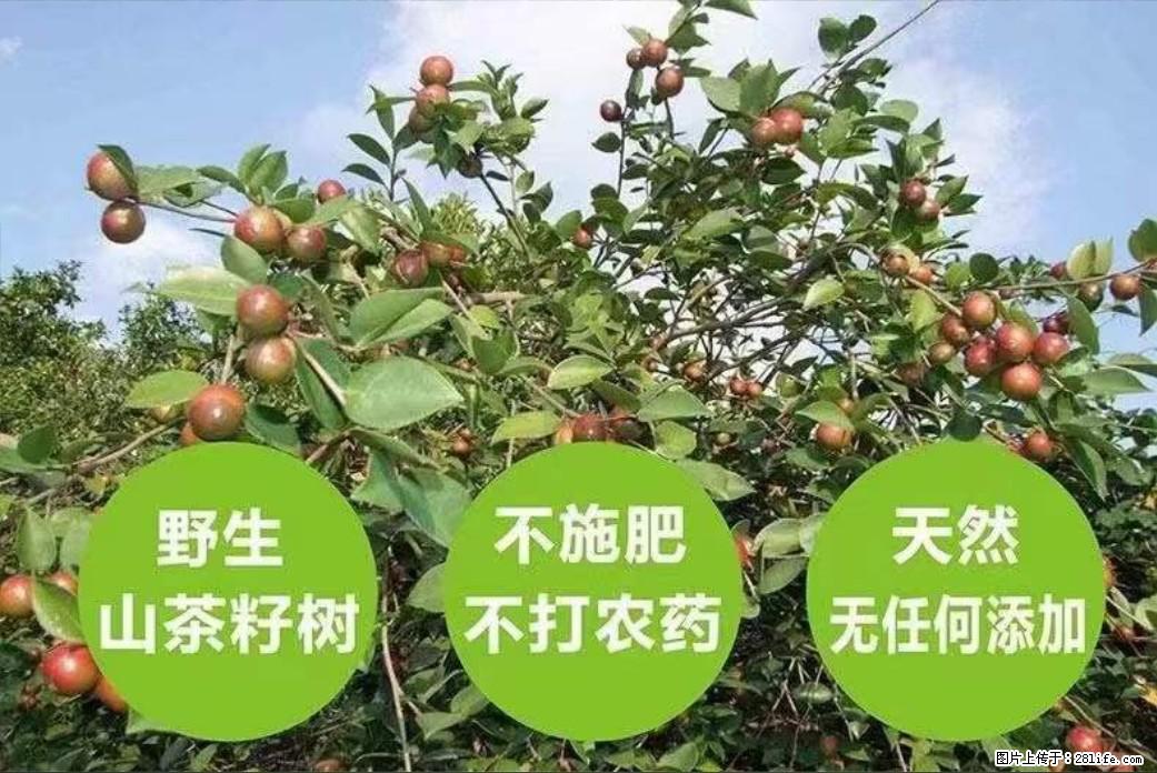 【灌阳县油茶产业示范区】一个有着充实的精神生活的人，对待身外之物自会有一种淡泊的态度 - 土特产 - 饮食特产 - 迪庆分类信息 - 迪庆28生活网 diqing.28life.net