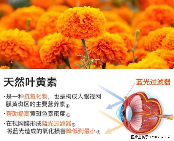 叶黄素有什么功效和作用 - 生活百科 - 迪庆生活社区 - 迪庆28生活网 diqing.28life.net
