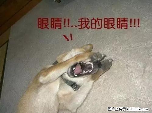笑癫了！一女的怀孕三年未生，他终于忍不住了... - 娱乐八卦 - 迪庆生活社区 - 迪庆28生活网 diqing.28life.net