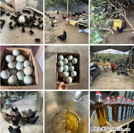 油茶园从小鸡仔开始养起的纯土鸡、土鸡蛋可以预定啦！还有前几天刚榨的纯山茶油哦 - 美食天地 - 迪庆生活社区 - 迪庆28生活网 diqing.28life.net