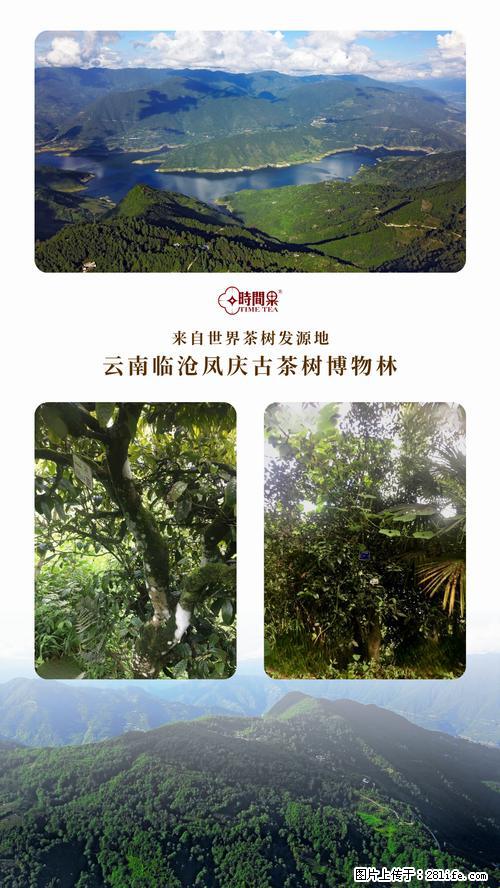 时间果百年古树2025年春红茶 - 购物交流 - 迪庆生活社区 - 迪庆28生活网 diqing.28life.net