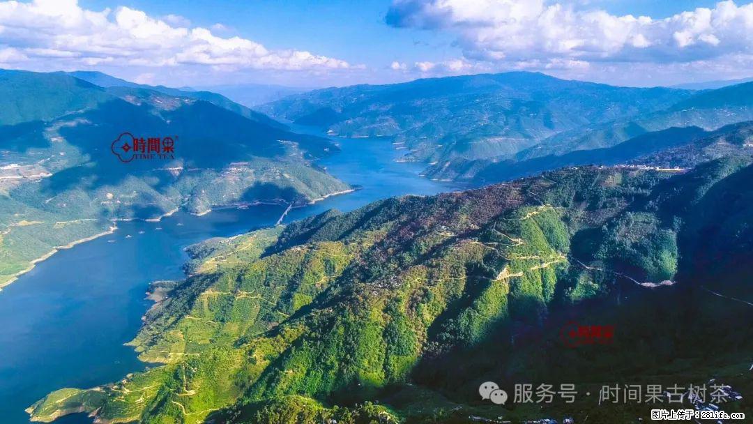 时间果百年古树龙珠普洱生茶 - 购物交流 - 迪庆生活社区 - 迪庆28生活网 diqing.28life.net