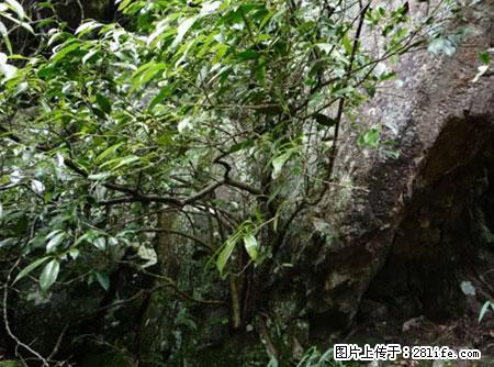平乐石崖茶，珍贵仅次于金花茶 - 迪庆生活资讯 - 迪庆28生活网 diqing.28life.net