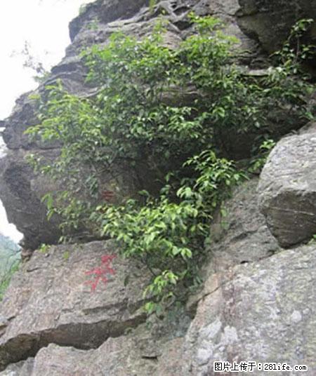 平乐石崖茶，珍贵仅次于金花茶 - 迪庆生活资讯 - 迪庆28生活网 diqing.28life.net