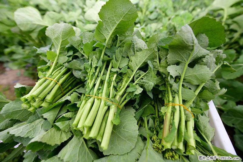 这些蔬菜是“天然钙片”，这6种被医生重点推荐 - 迪庆生活资讯 - 迪庆28生活网 diqing.28life.net